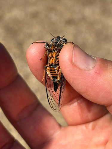 iNaturalist observation photo of Mountain Cicada
