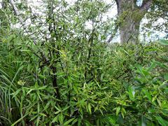 Corokia buddleioides