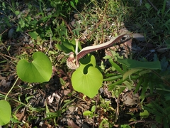 Aristolochia ringens