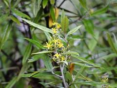 Corokia buddleioides