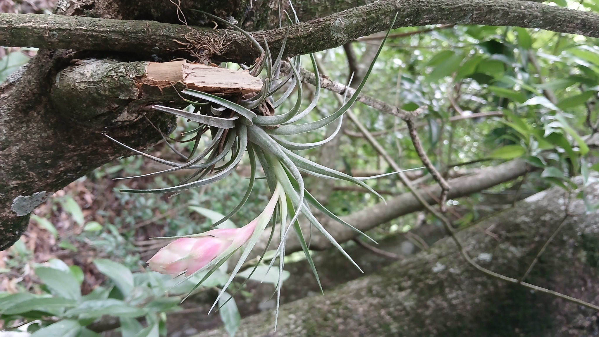 Tillandsia stricta