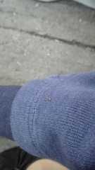 Thomisidae