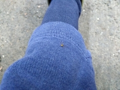 Thomisidae