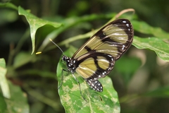 Methona confusa confusa