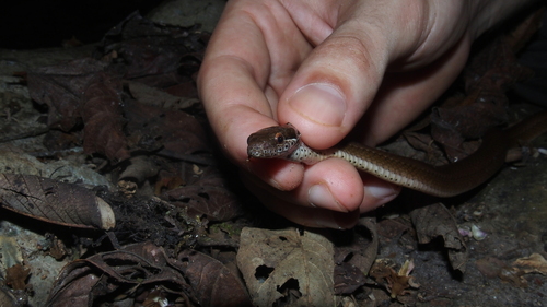 Eduardo’s forest snake [eduardoi], Coniophanes fissidens