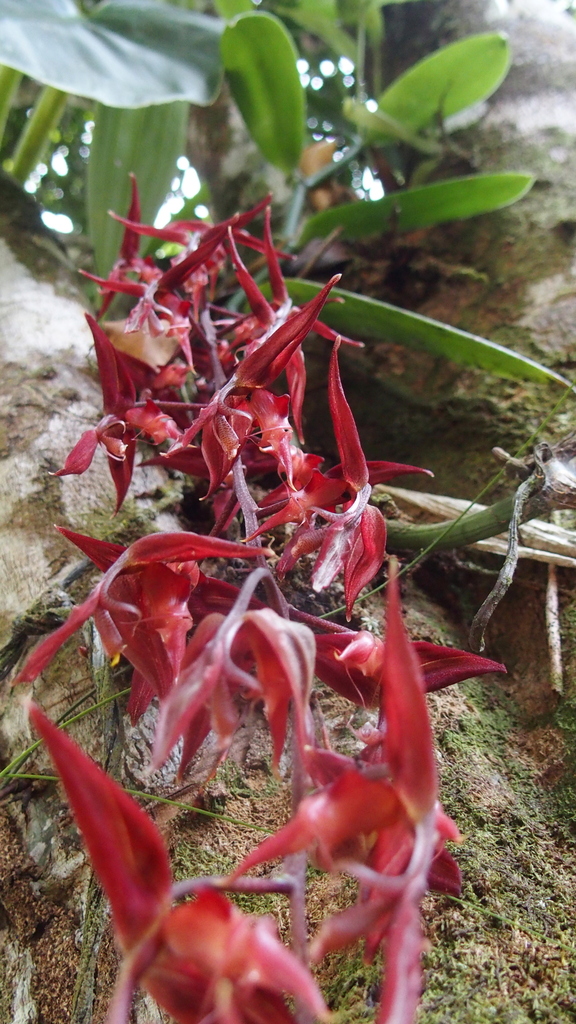 Gongora claviodora