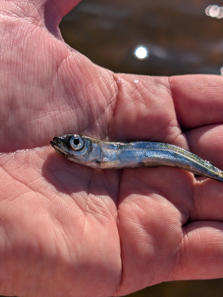 Vendace