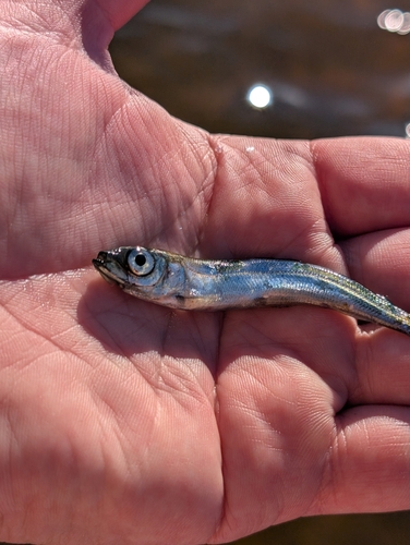 Vendace