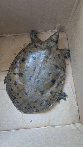 Apalone spinifera