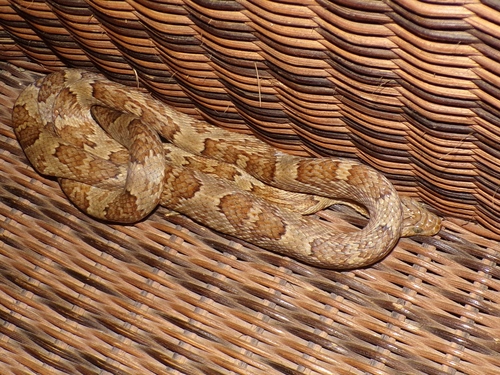 Sinaloan Lyresnake