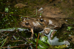 Sign-Bearing Froglet photo 2