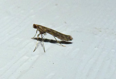 Acrocercops