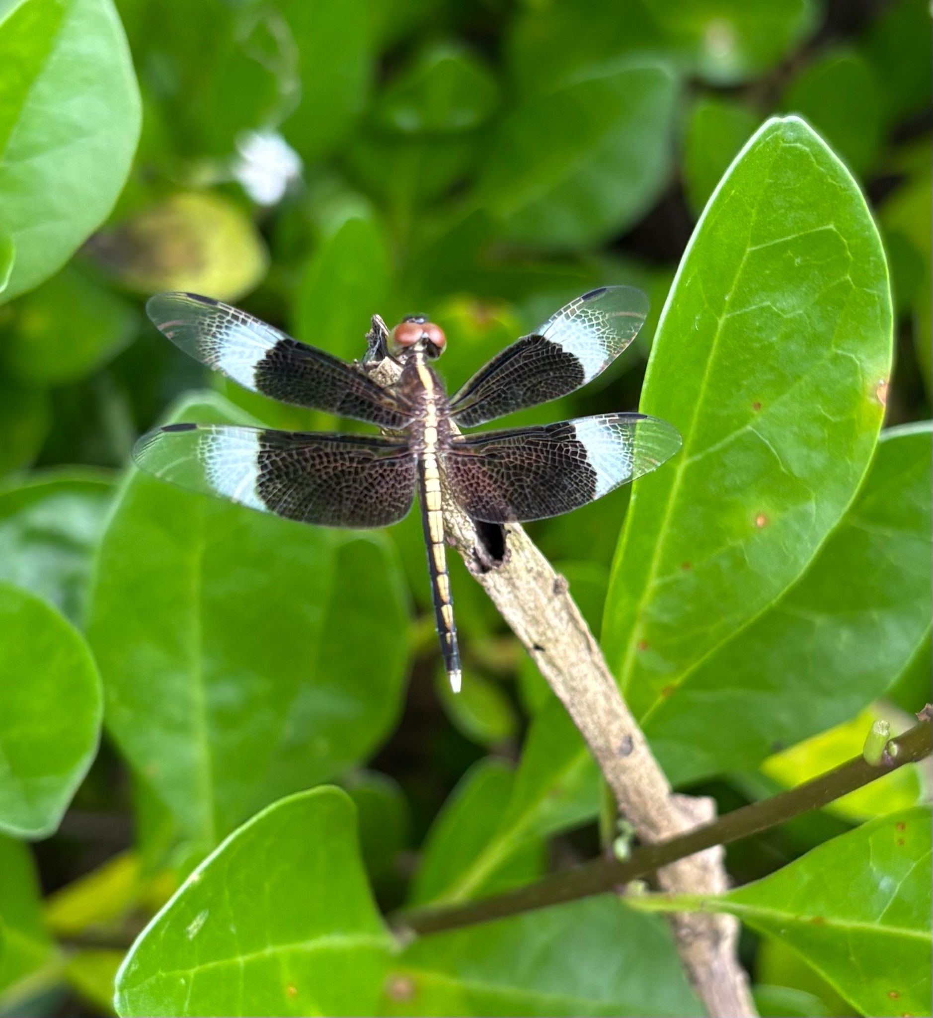 Pied Paddy Skimmer