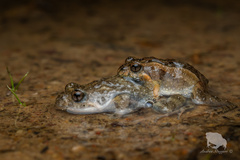 Sign-Bearing Froglet photo 4