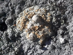 Rhizoplaca opiniconensis