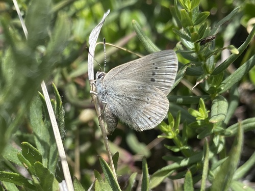 Satyrid Hairstreaks