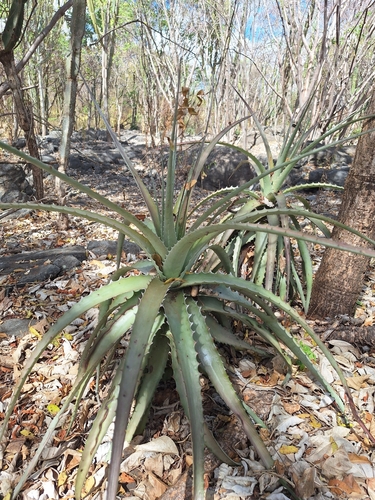 Encholirium luxor
