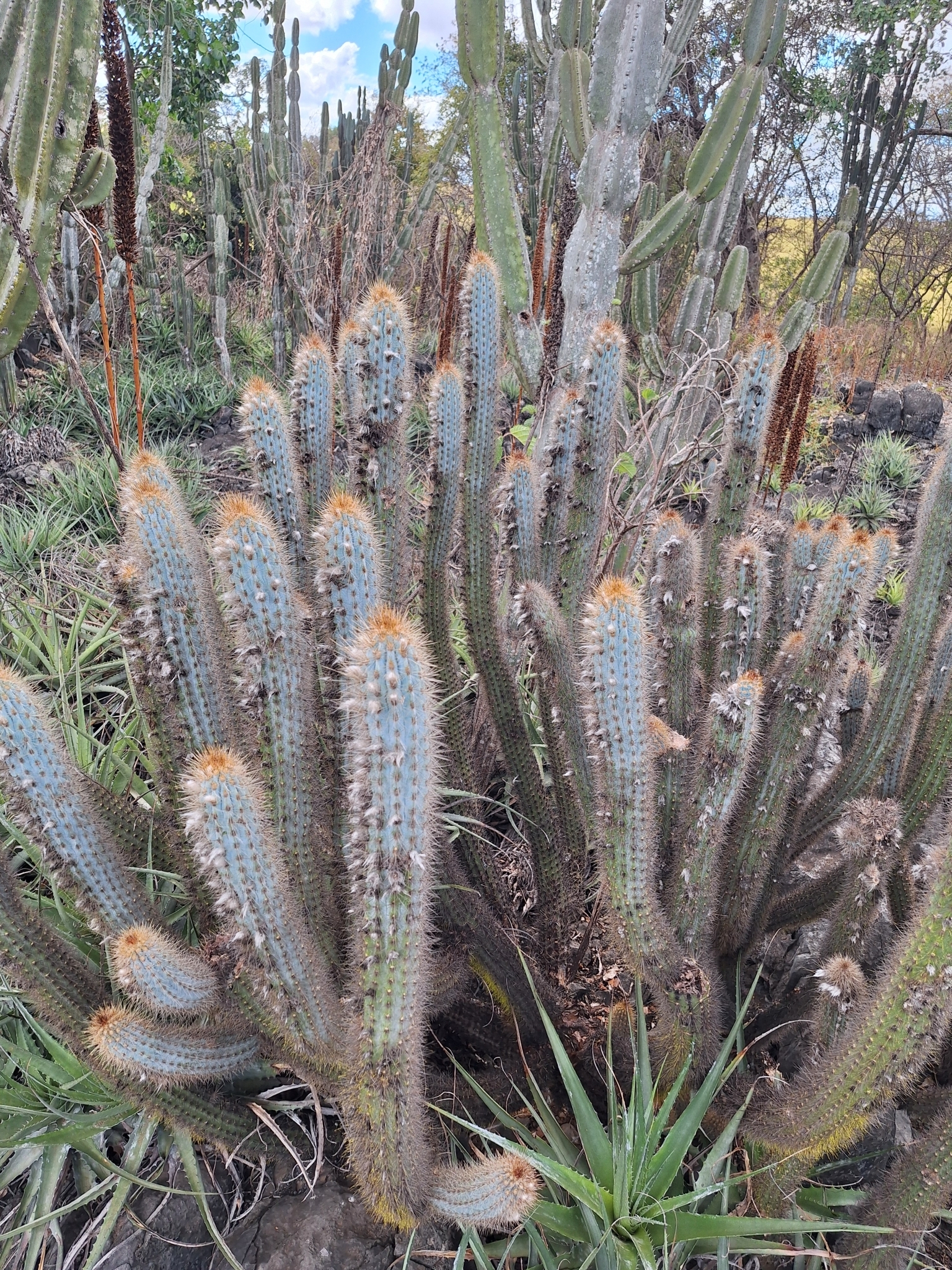 Xiquexique gounellei