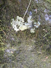 Dermatocarpon luridum