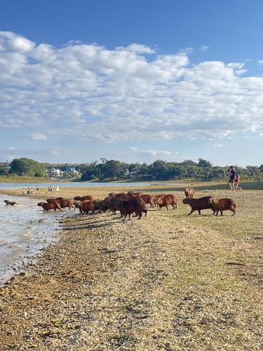 Capybara