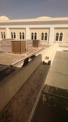 Columba livia domestica