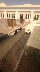 Columba livia domestica