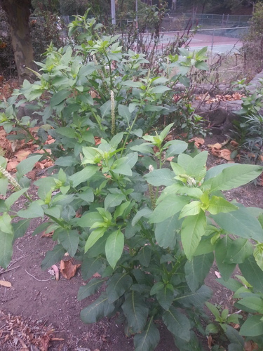 Mexican pokeweed