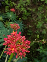 Jatropha multifida