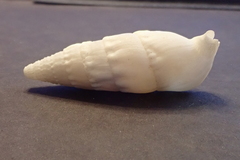 Rhinoclavis vertagus