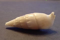 Rhinoclavis vertagus