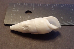 Rhinoclavis vertagus