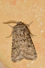 Spodoptera hipparis