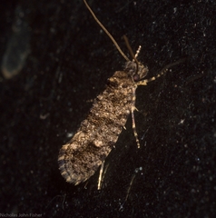 Acridotarsa celsella