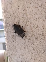 Capnodis tenebrionis