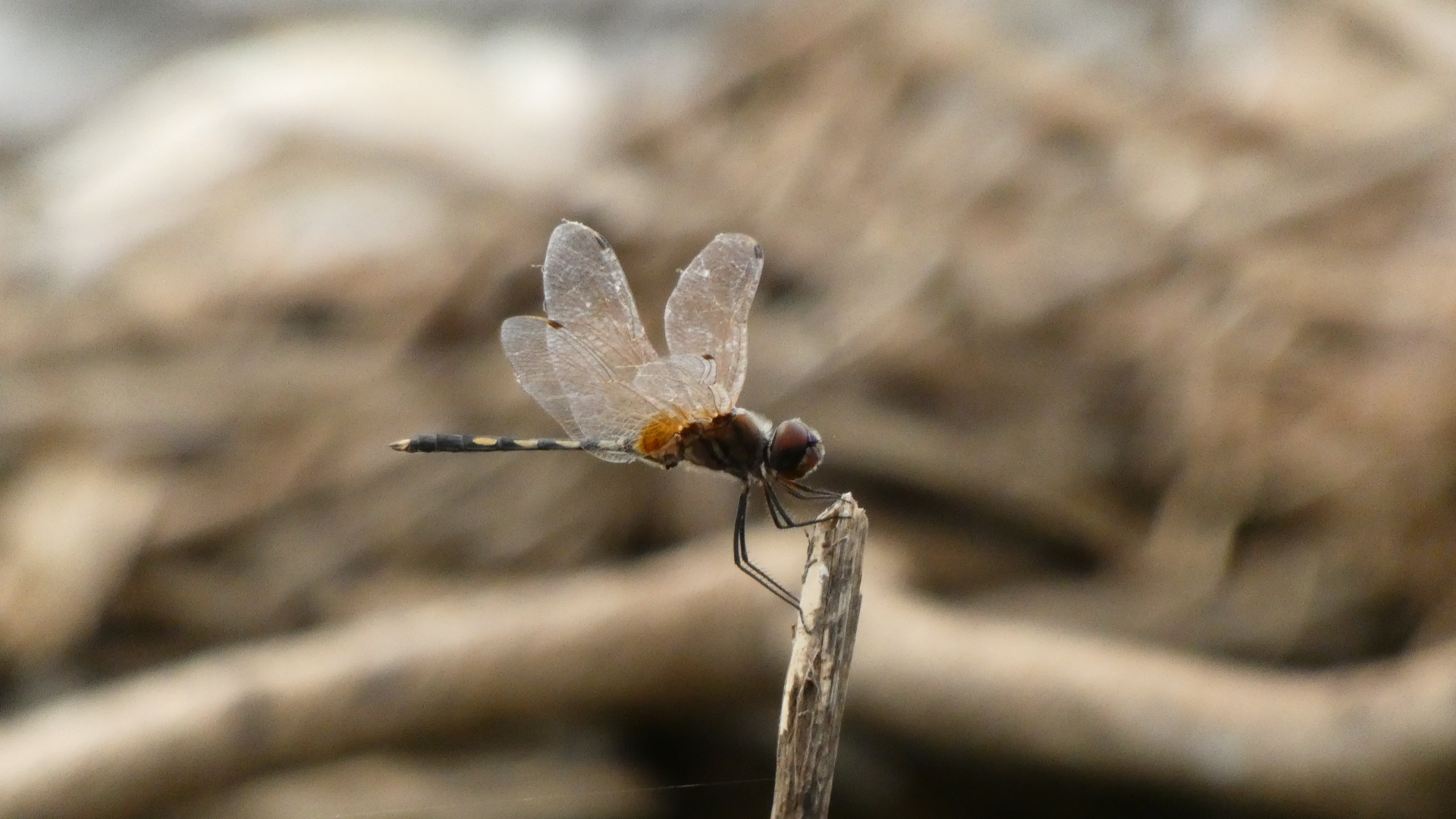 Long-Legged Marsh Glider