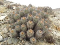 Copiapoa marginata