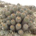 Copiapoa marginata - Photo (c) Robert Bader, some rights reserved (CC BY-NC), uploaded by Robert Bader