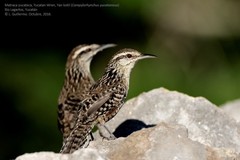 Campylorhynchus yucatanicus