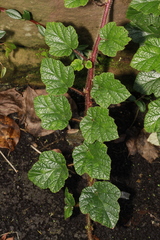 Rubus tricolor