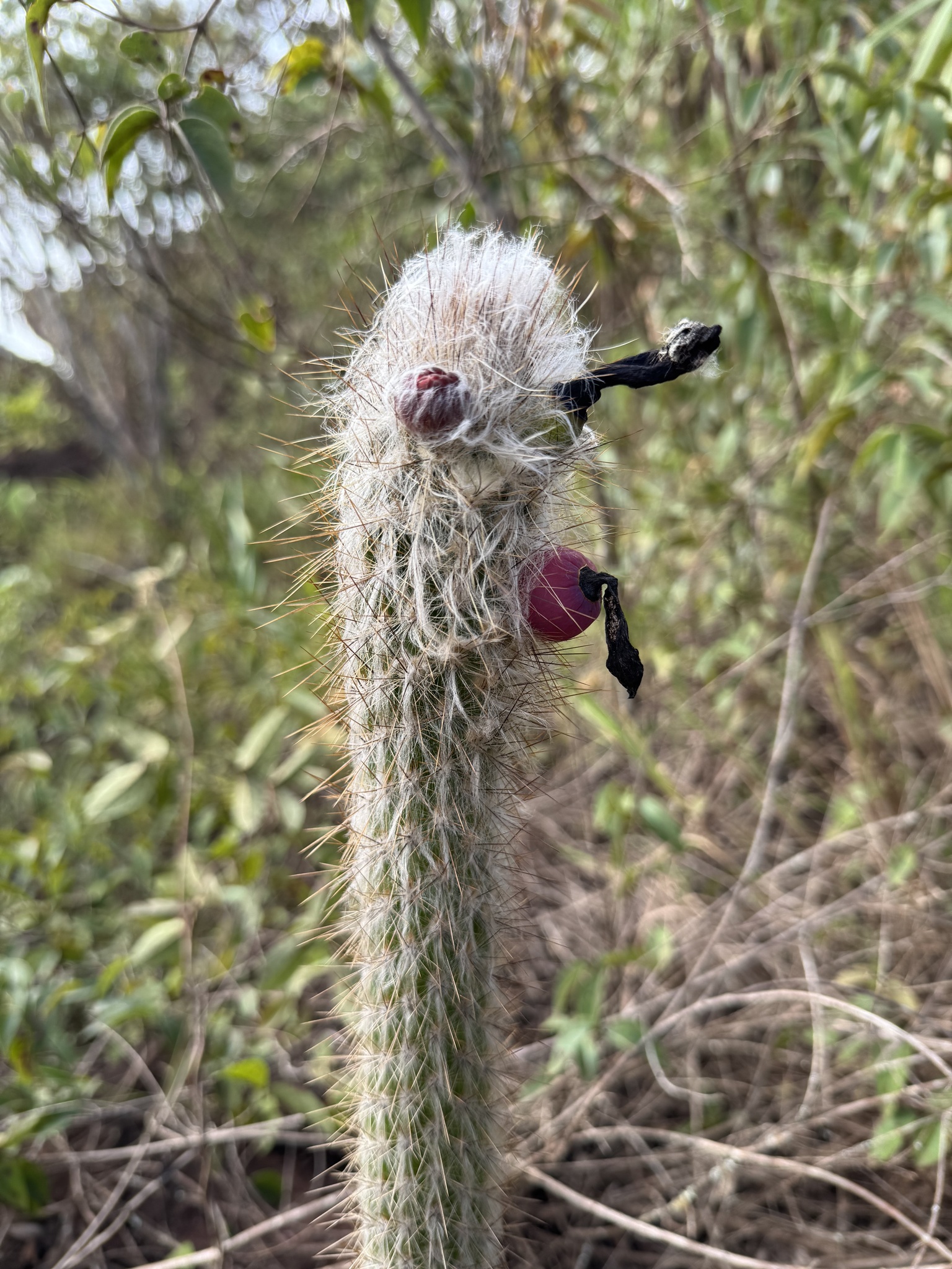 Especie