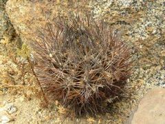 Eriosyce taltalensis