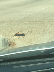 Tragidion coquus
