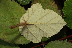 Rubus tricolor