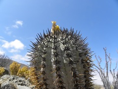 Copiapoa calderana