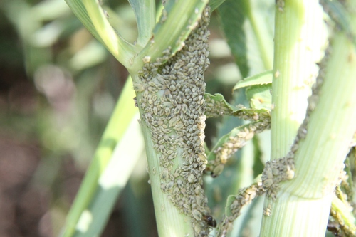 Sickleweed Aphid