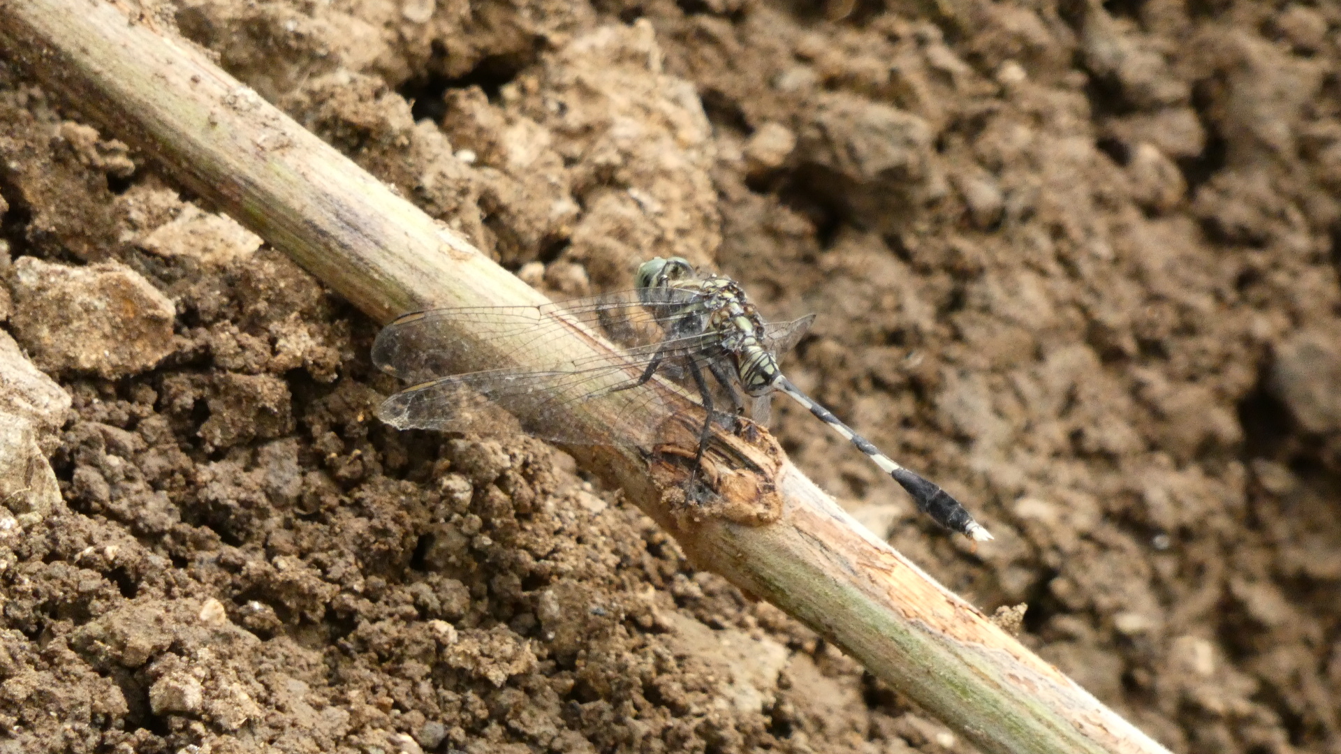 Slender Skimmer