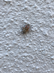 Polymerus