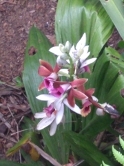 Phaius