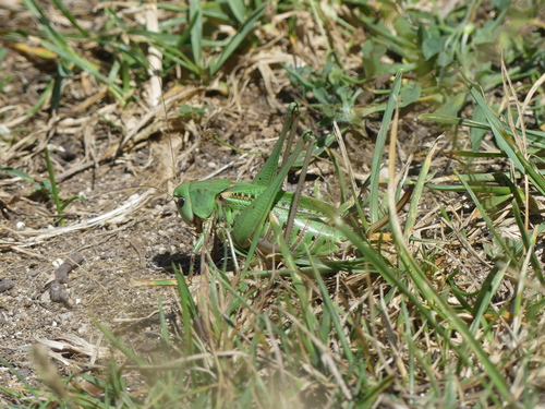 Decticus verrucivorus
