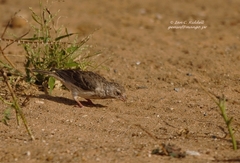 Crithagra leucopygia